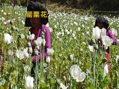 非法种植毒品原植物的定罪量刑 张家港知名刑事案件律师_张家港律师曹辉团队"